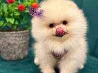SİZDE POMERANİAN TÜY YUMAĞINA SAHİP OLMAK İSTERMİSİNİZ