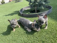 Fransız bulldog yavrular
