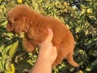 YENİ EV ARKADAŞINIZ POODLE