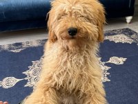 6 Aylık Toy Poodle