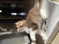 Uzun tüylü ve kırık kulak erkek scottish fold 50 günlük