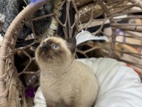 2 aylık british shorthair siyam yavru kedimiz