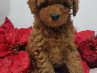 Safkan Toy Poodle Yavrularımız