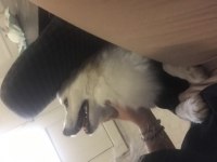 Pomeranian mix