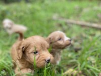 Uygun ırk garantili maltipoo yavrular
