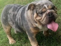 SHOW KALİTE EGZOTİK ENGLİSH BULLDOG