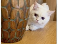 Orjinal ırk erkek british shorthair