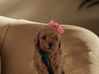 Büyümeyecek gerçek toy poodle