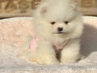 Mini Boy Pomeranian Boo