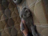 Sağlıklı scottish fold ev kedileri