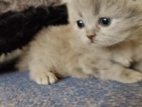 Yavru british shorthair