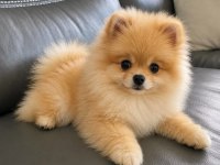 Pomeranian Yavrularımız Ped Eğitimli