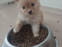 2 Aylık pomeranian yavrular