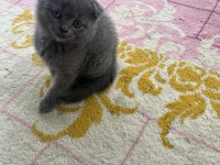 YENİ YUVALARINA HAZIR YARAMAZ DİŞİ KEDİLER