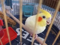 4 yaşında adı carlos erkek sultan papağanı