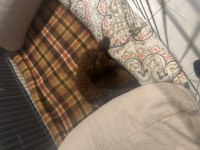 Tea cup poodle yavrumuzu sahiplendiriyoruz