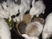 Çeşitli Irklarda ve Yaşlarda Tavşan Bulunur
