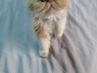 İran persian dişi kedimiz