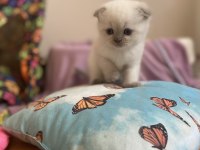 British yavrularımız yeni ailesini bekliyor