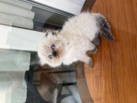 Show kalite dişi erkek bebek kediler