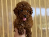 Toy Poodle Referans Yavru