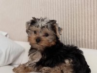 Ev ortamından yorkshire terrier yavrular