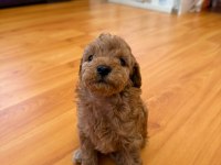 Minicik yavru toy poodle köpekler