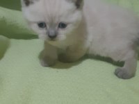Scottish fold longhair