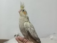 DAHA YENİ DOĞMUŞ SULTAN PAPAĞANI YAVRULARI 4 Yavru