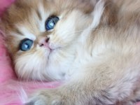 Ny25 Dişi British Longhair