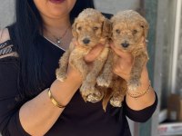 Sağlık ve ırk garantili toy poodle yavrularım