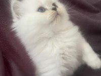 Maviş kar beyaz yavrular british Longhair point
