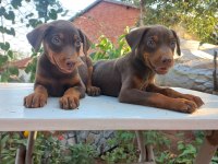 Orjinal doberman yavrular