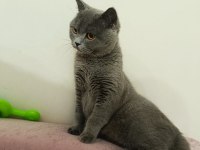 Uygun sahiplendirme british shorthair