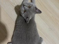 8 aylık british shorthair