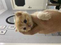 Scottish fold blue point yavrularım