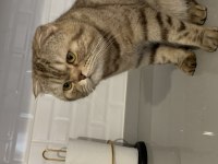 Scottish fold kedisi
