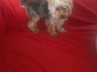 7 aylık şecereli yorkshire terrier