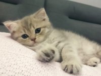 British longhair dişi kedi 3 aylık