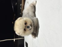 Ayı surat garantili pomeranian