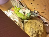 Sertifikalı çipli yeşil iguana