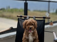 ÇİFT RENK TOY POODLE YAVRUMUZ YENİ YUVASINA HAZIR