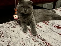 Scottish fold kedi sahiplendirme