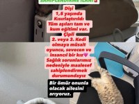 KEDİMİZ LOTUS A BİR YUVA ARIYORUZ