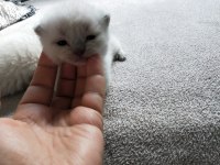 Son iki erkek scottish fold yavrum rezerveye açık