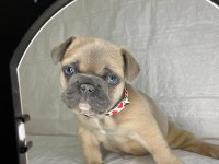Kalite french bulldog arayanlar