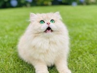 British Longhair Erkek