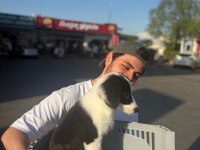 tertemiz harika border collie