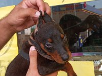 Doberman Yavrular 19/05 Doğumlu Cipli Karneli