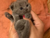 Son Kalan Yavru British Shorthair